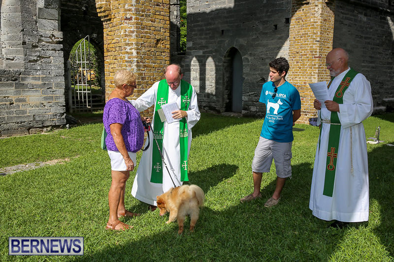 Blessing-Of-The-Animals-Bermuda-October-2-2016-65