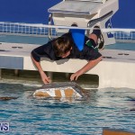 Cardboard Boat Challenge Bermuda, November 18 2016-68