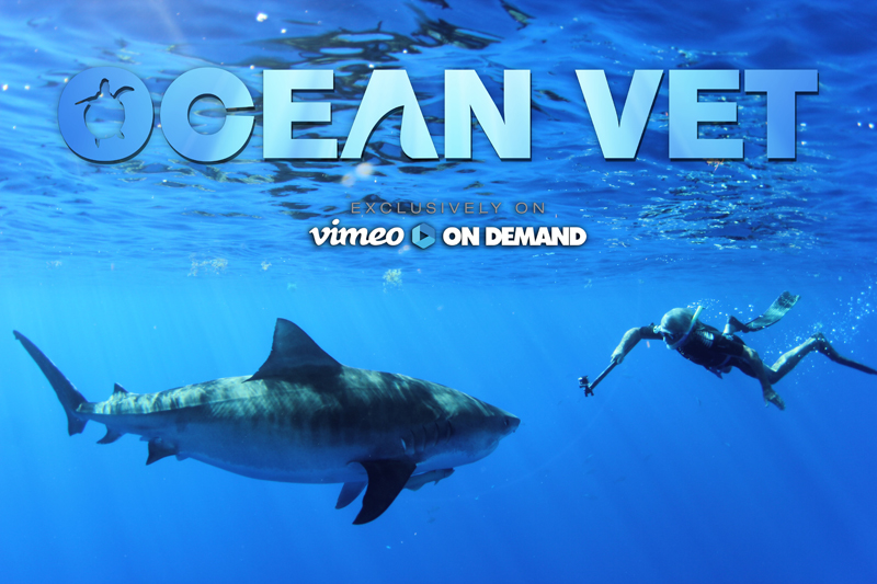 Ocean Vet Tiger shark Bermuda Dec 13 2016
