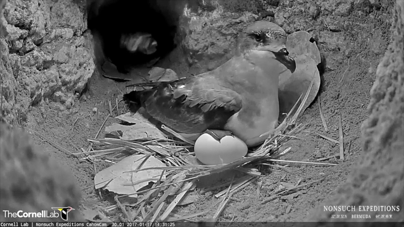 Cahow Egg Bermuda Jan 31 2017