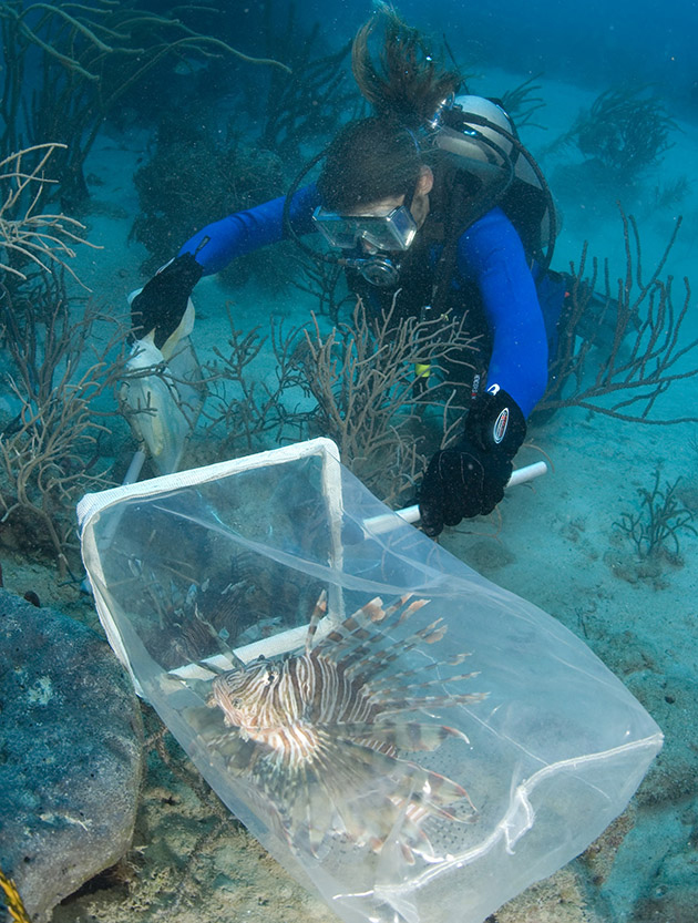 Chris Flook lionfish Bermuda Feb 14 2017