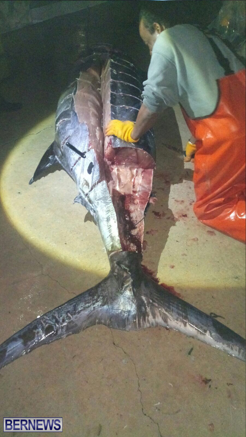 large fish bermuda February 2017 (1)
