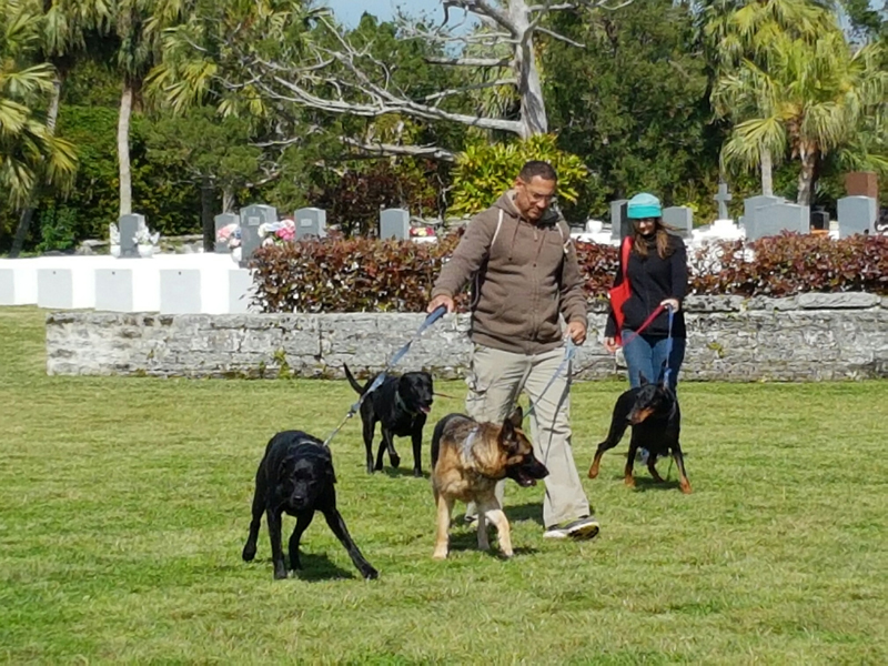 SPCA-Paws-To-The-Park-Bermuda-March-5-2017-1