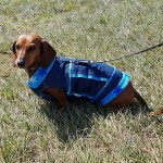 SPCA Paws To The Park Bermuda March 5 2017 (13)