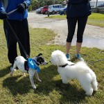 SPCA Paws To The Park Bermuda March 5 2017 (17)