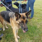 SPCA Paws To The Park Bermuda March 5 2017 (2)