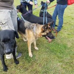 SPCA Paws To The Park Bermuda March 5 2017 (3)