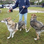 SPCA Paws To The Park Bermuda March 5 2017 (4)