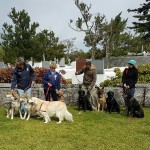 SPCA Paws To The Park Bermuda March 5 2017 (7)