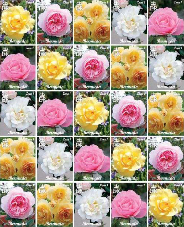 Roses Stamps, Flower Stamps,roses Postage Stamps, Roses, Floral Stamps,  Floral, Flower Postage Stamps, Stamps, Worldwide Stamps 