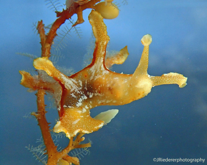 Sargassum Fish, Nudibranchs, Shrimp & Crab - Bernews