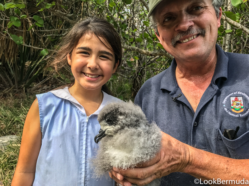 Cahow chicks Bermuda July 2017 (2)