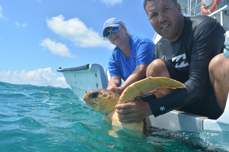 Loggerhead Turtle Bermuda July 24 2017 (3)