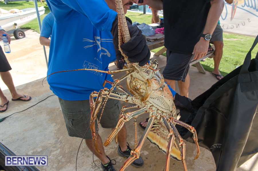 Makin-Waves-Lobster-Tournament-Bermuda-2014-02