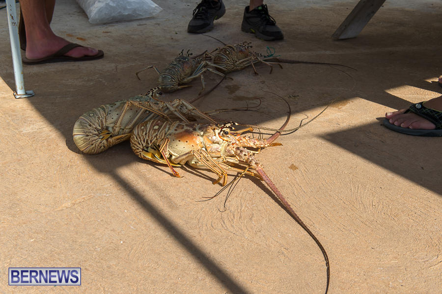 Makin-Waves-Lobster-Tournament-Bermuda-2014-10