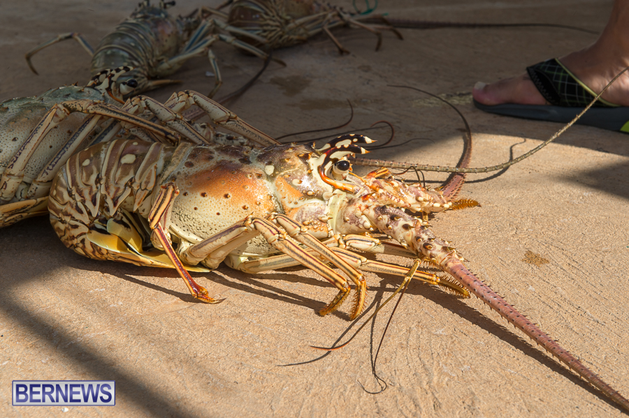Makin-Waves-Lobster-Tournament-Bermuda-2014-11