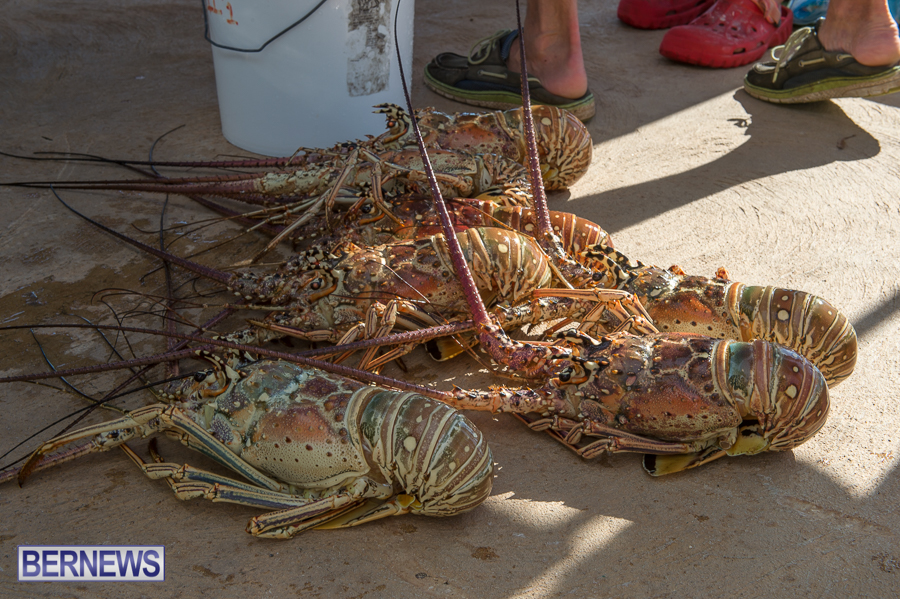 Makin-Waves-Lobster-Tournament-Bermuda-2014-17