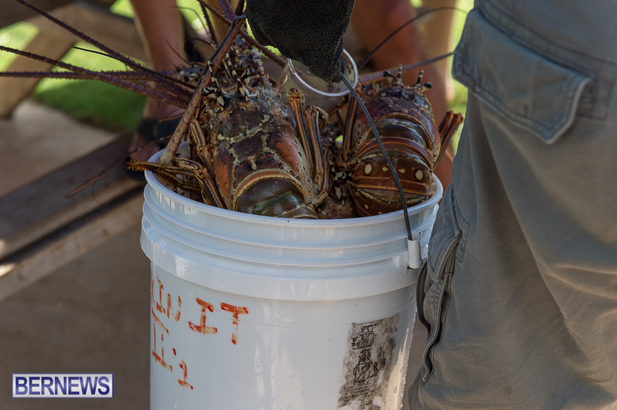 Makin-Waves-Lobster-Tournament-Bermuda-2014-20