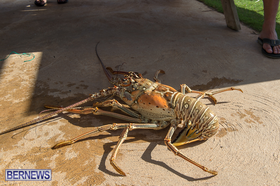 Makin-Waves-Lobster-Tournament-Bermuda-2014-21
