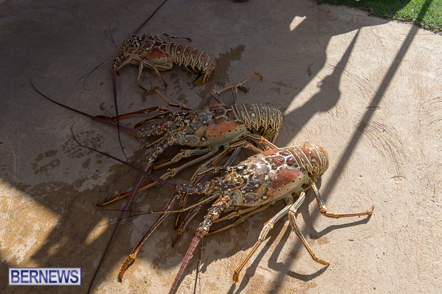 Makin-Waves-Lobster-Tournament-Bermuda-2014-24
