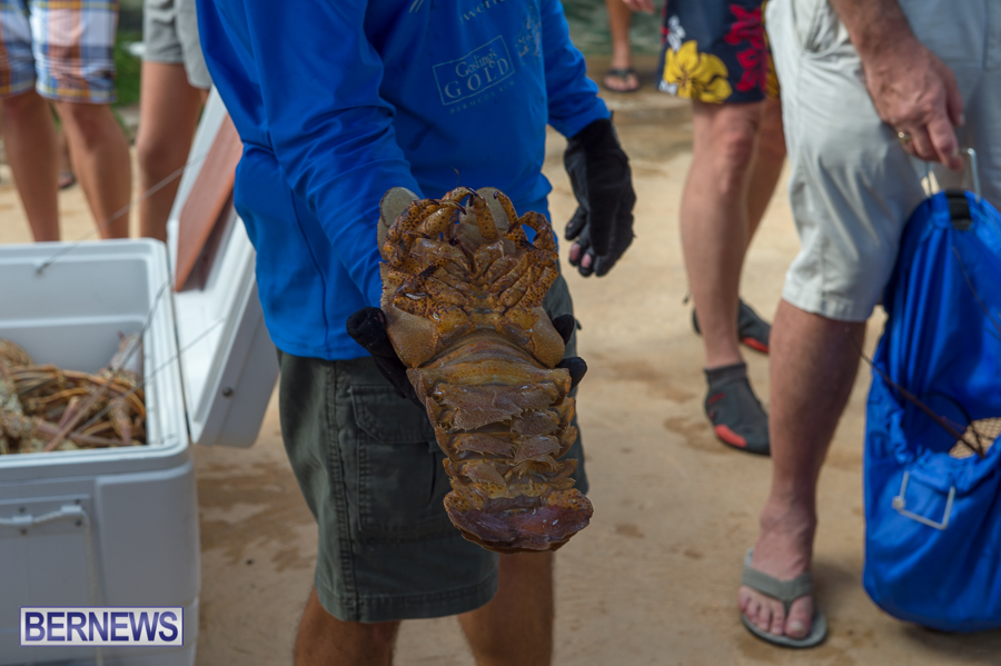 Makin-Waves-Lobster-Tournament-Bermuda-2014-30