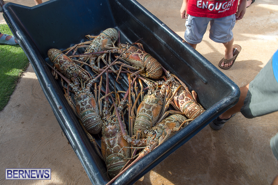 Makin-Waves-Lobster-Tournament-Bermuda-2014-41