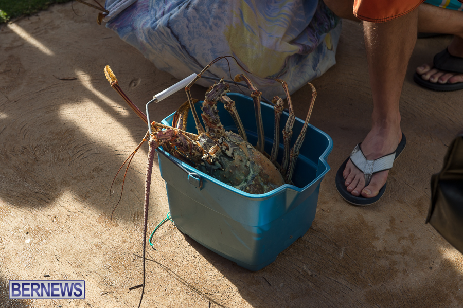 Makin-Waves-Lobster-Tournament-Bermuda-2014-47