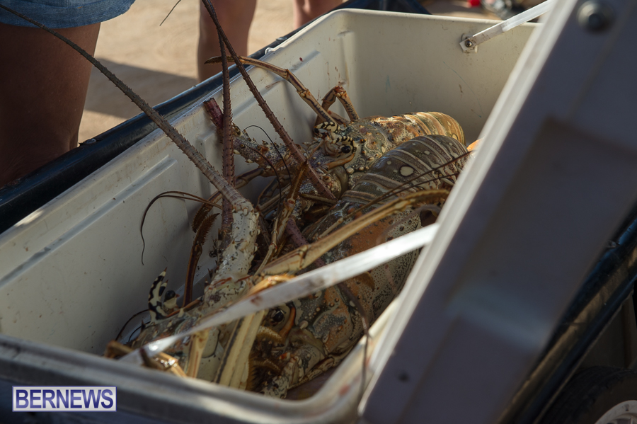 Makin-Waves-Lobster-Tournament-Bermuda-2014-59
