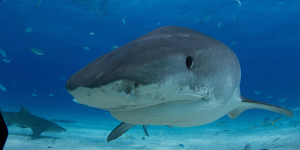 Tiger Shark “Andy” Breaks Distance Record - Bernews