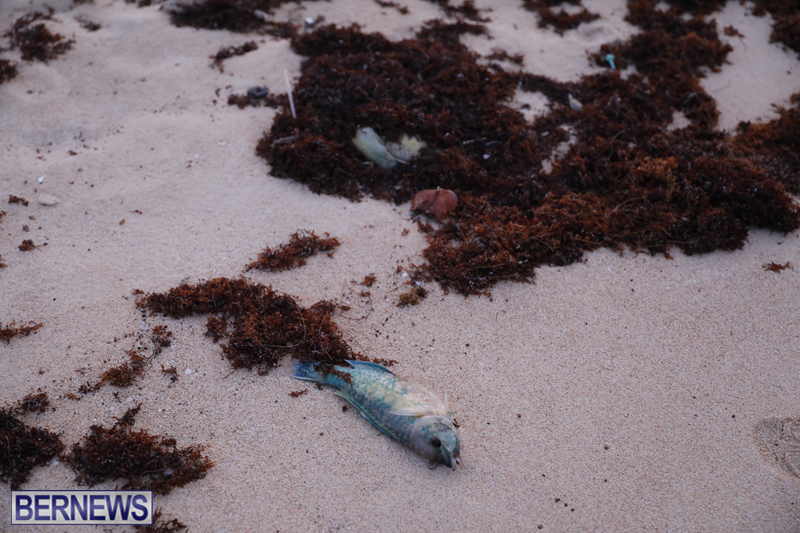 Dead-fish-St-Georges-Bermuda-Sept-15-2017-42