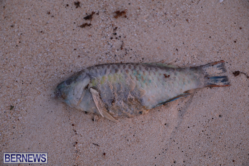 Dead-fish-St-Georges-Bermuda-Sept-15-2017-44