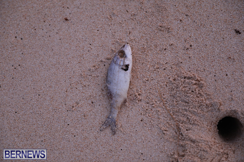 Dead-fish-St-Georges-Bermuda-Sept-15-2017-45