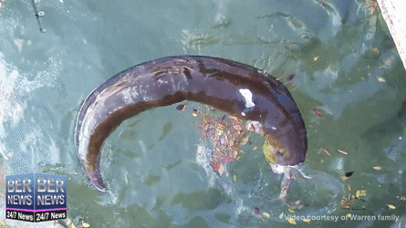 Strange Creature off dock in St George bermuda GIF