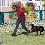 International Dog Show Bermuda, October 21 2017_8085