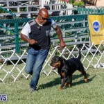 International Dog Show Bermuda, October 21 2017_8089