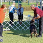 International Dog Show Bermuda, October 21 2017_8095