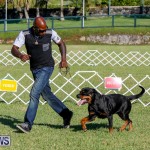 International Dog Show Bermuda, October 21 2017_8125
