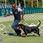 International Dog Show Bermuda, October 21 2017_8134