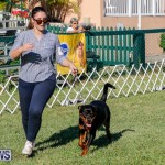 International Dog Show Bermuda, October 21 2017_8152