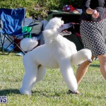 International Dog Show Bermuda, October 21 2017_8171