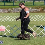 International Dog Show Bermuda, October 21 2017_8172