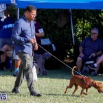 International Dog Show Bermuda, October 21 2017_8193