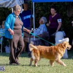 International Dog Show Bermuda, October 21 2017_8205