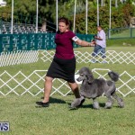 International Dog Show Bermuda, October 21 2017_8296