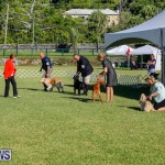 International Dog Show Bermuda, October 21 2017_8322