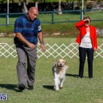 International Dog Show Bermuda, October 21 2017_8324