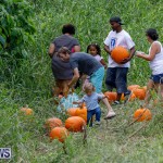 J&J Produce Pumpkin Picking Bermuda, October 14 2017_6100