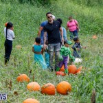 J&J Produce Pumpkin Picking Bermuda, October 14 2017_6104