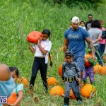 J&J Produce Pumpkin Picking Bermuda, October 14 2017_6111