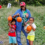 J&J Produce Pumpkin Picking Bermuda, October 14 2017_6141